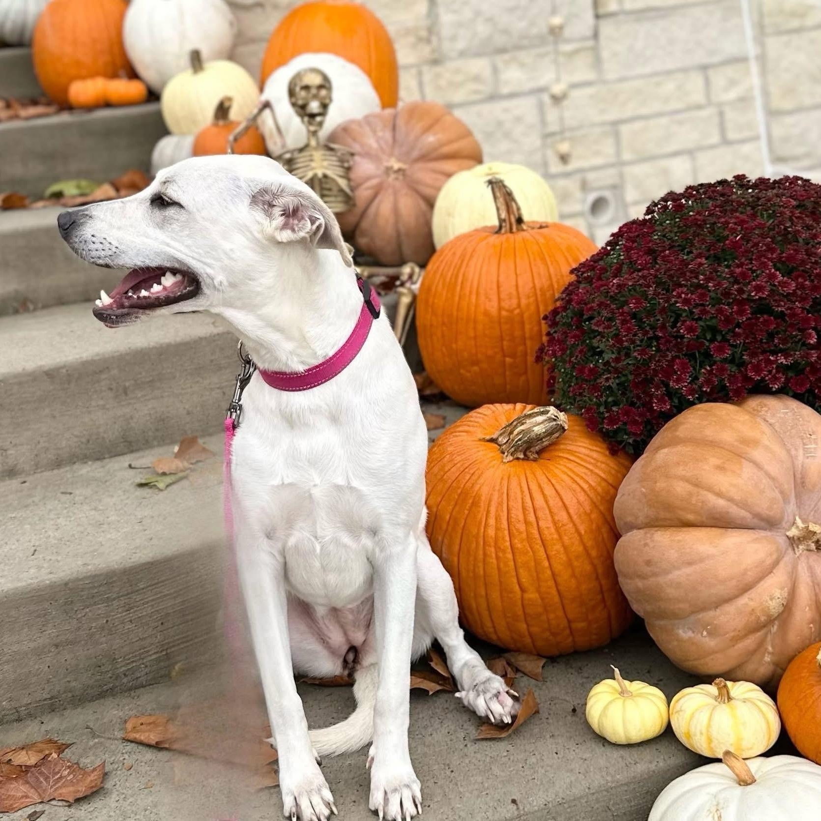 Enlarge Daisy, a Adoptable mixed breed in Rockwall, TX image 4/6