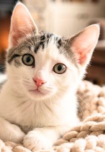 Moon, Adoptable, Kitten Male American Shorthair.