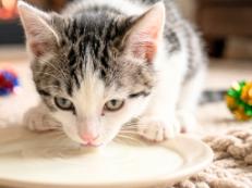 Enlarge Moon, a Adoptable American Shorthair in Union City, NJ image 4/4