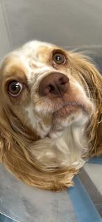 Enlarge Daz, a Adoptable Cocker Spaniel in Eatontown, NJ image 1/3