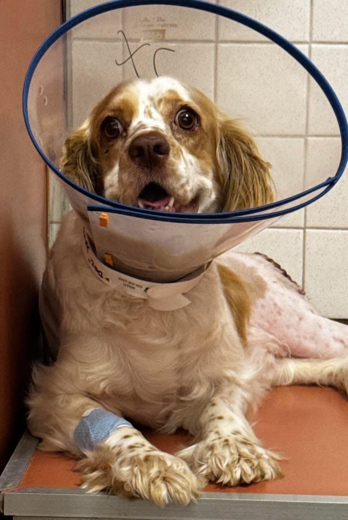 Enlarge Daz, a Adoptable Cocker Spaniel in Eatontown, NJ image 2/3