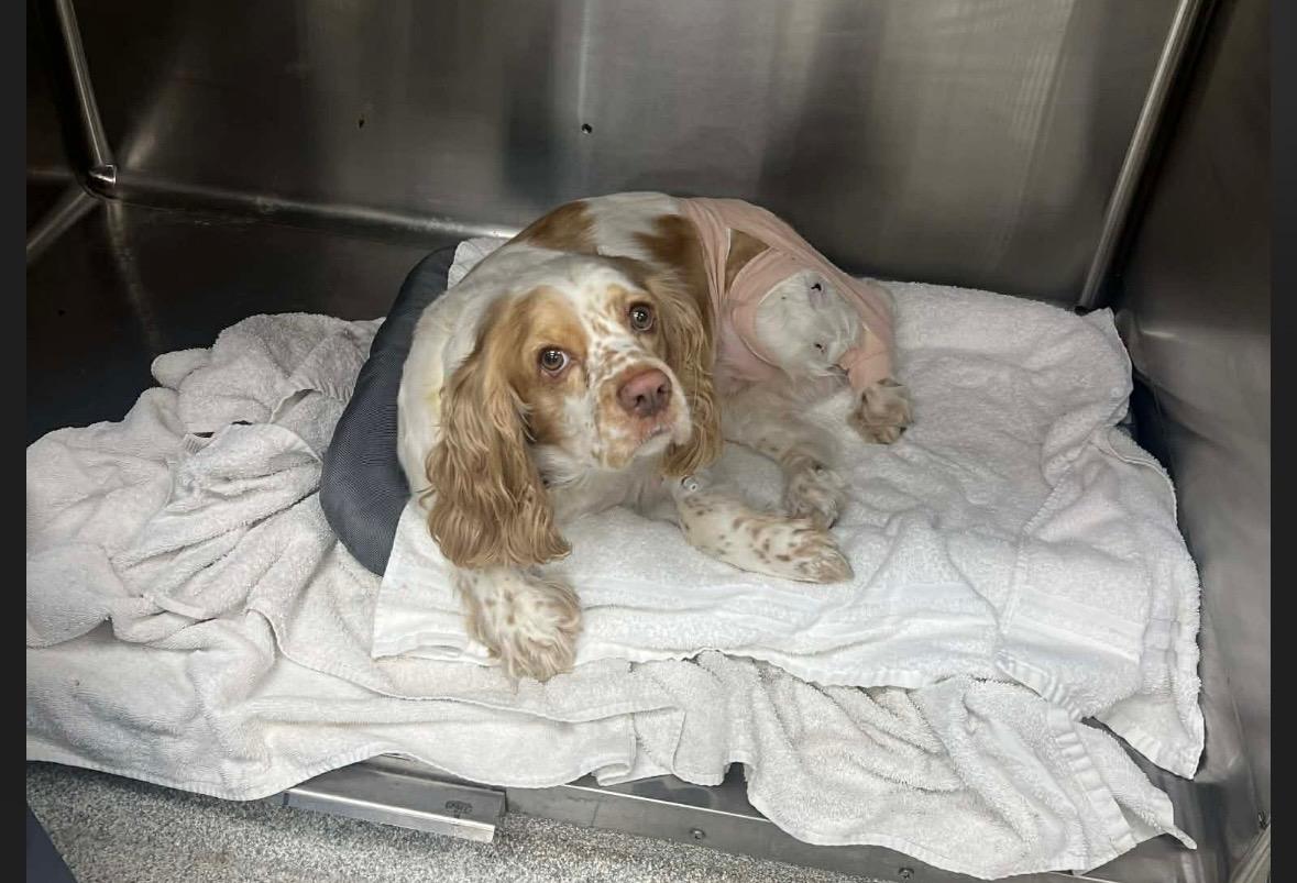 Enlarge Daz, a Adoptable Cocker Spaniel in Eatontown, NJ image 3/3