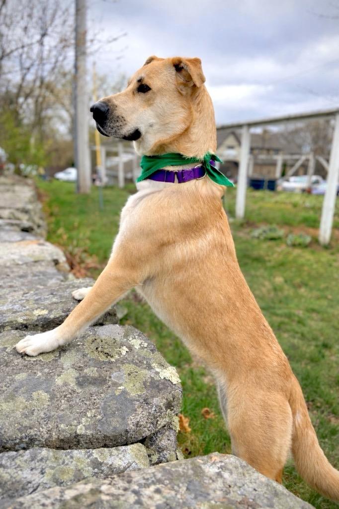 Devina - LOCAL, Adoptable, Young Female Labrador Retriever & Shepherd.