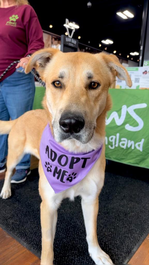 Devina - LOCAL, Adoptable, Young Female Labrador Retriever & Shepherd.