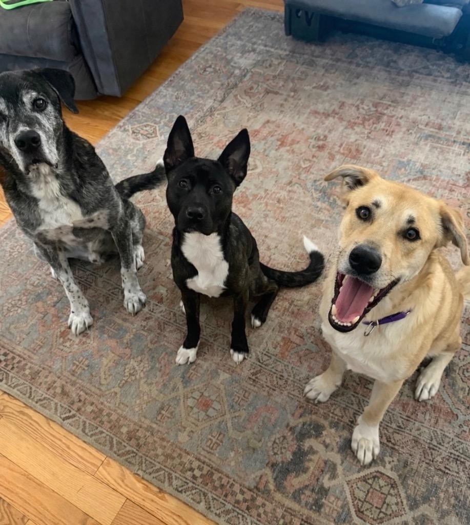 Enlarge Devina - LOCAL, a Adoptable mixed breed in East Falmouth , MA image 1/6