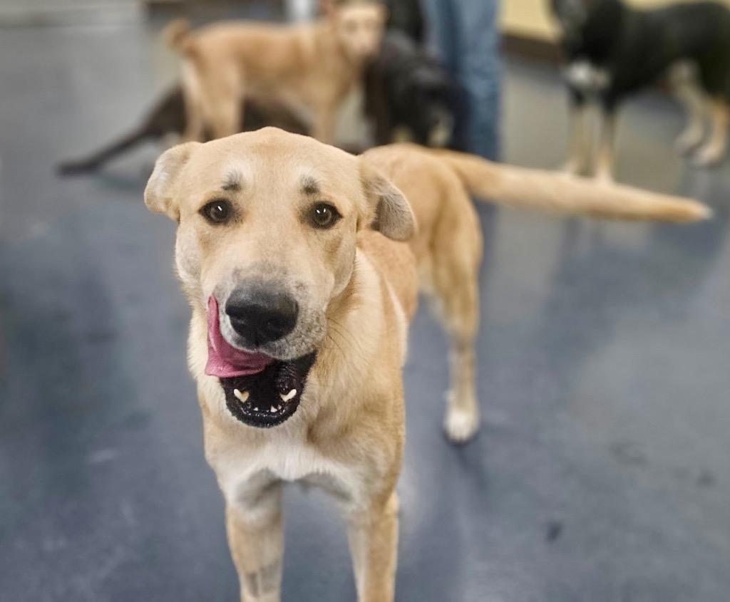 Enlarge Devina - LOCAL, a Adoptable mixed breed in East Falmouth , MA image 2/6