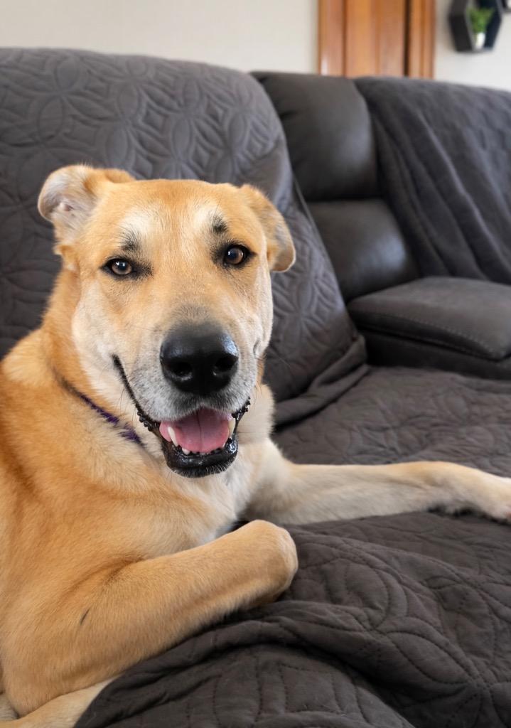 Enlarge Devina - LOCAL, a Adoptable mixed breed in East Falmouth , MA image 2/6