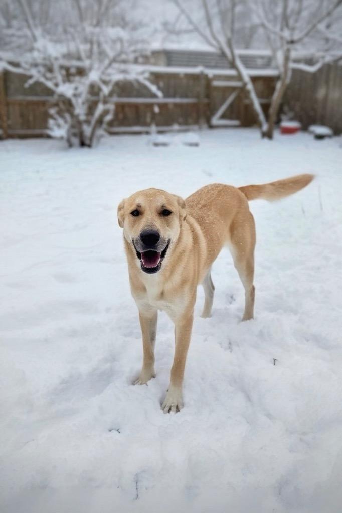 Devina - LOCAL, Adoptable, Young Female Labrador Retriever & Shepherd.