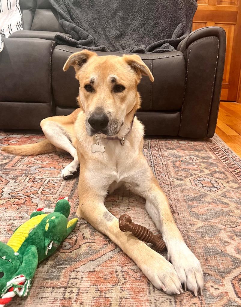 Devina - LOCAL, a Adoptable mixed breed in East Falmouth , MA image 1/6