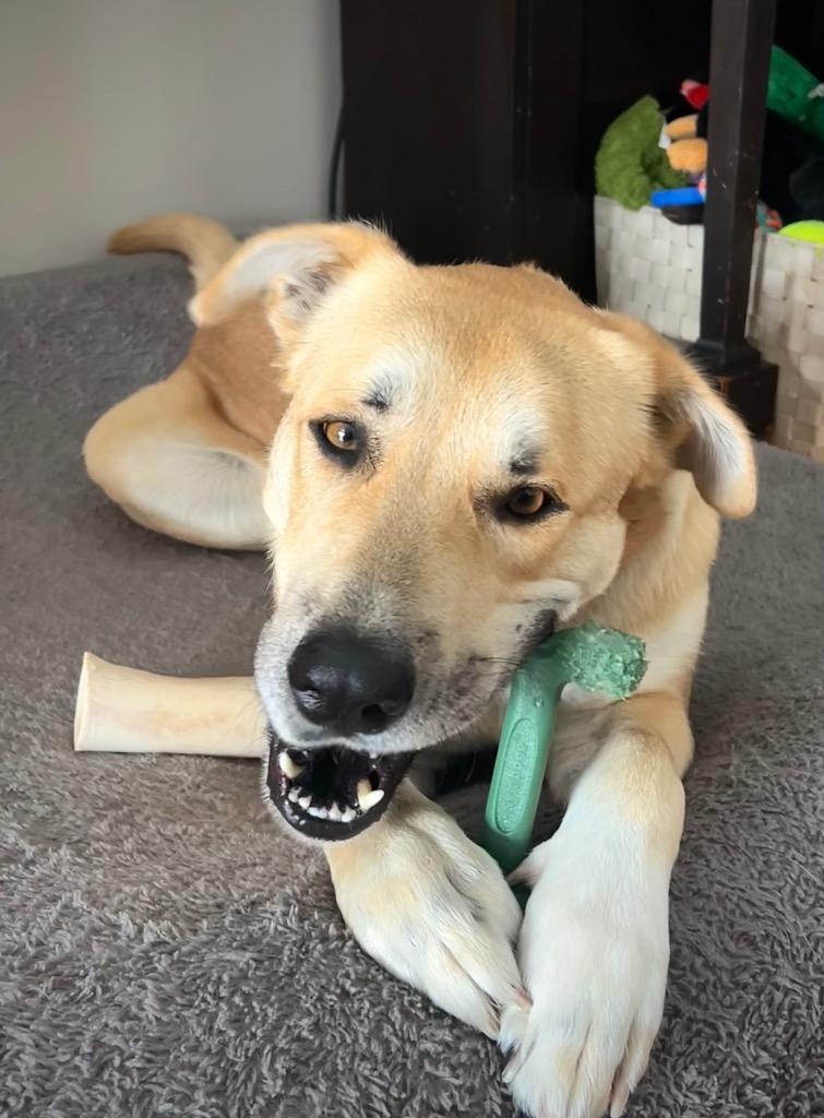 Devina - LOCAL, a Adoptable mixed breed in East Falmouth , MA image 2/6