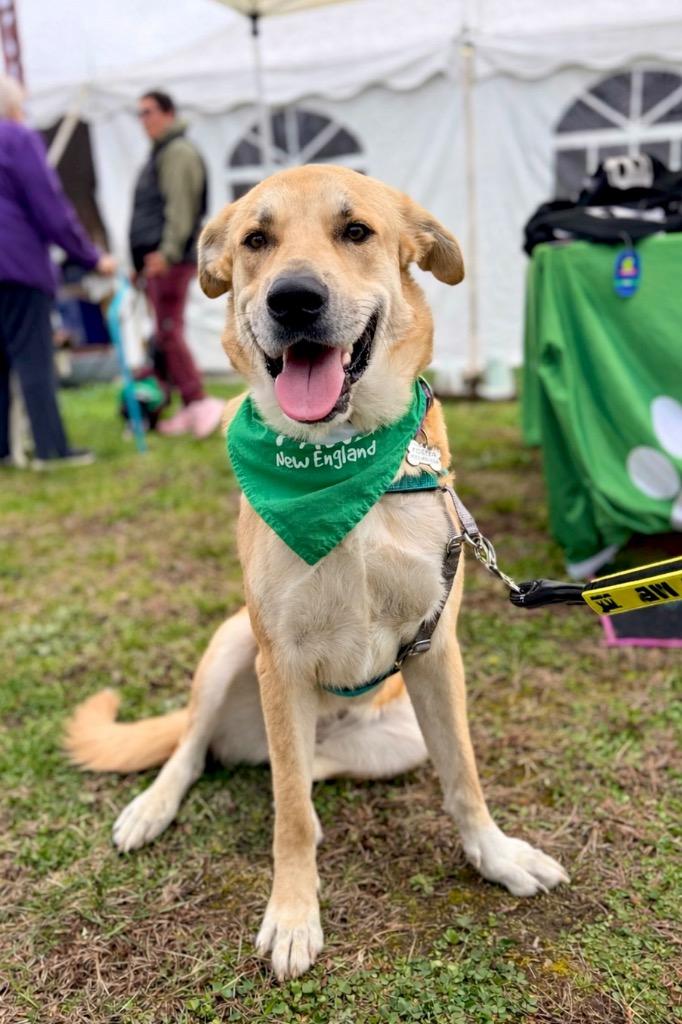 Enlarge Devina - LOCAL, a Adoptable mixed breed in East Falmouth , MA image 4/6