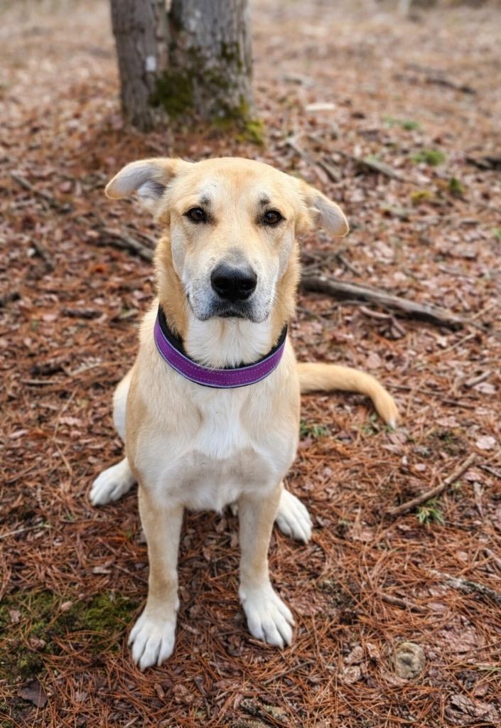 Devina - LOCAL, a Adoptable mixed breed in East Falmouth , MA image 5/6