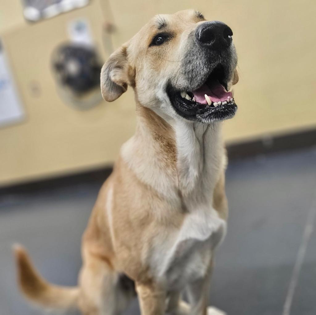 Enlarge Devina - LOCAL, a Adoptable mixed breed in East Falmouth , MA image 4/6