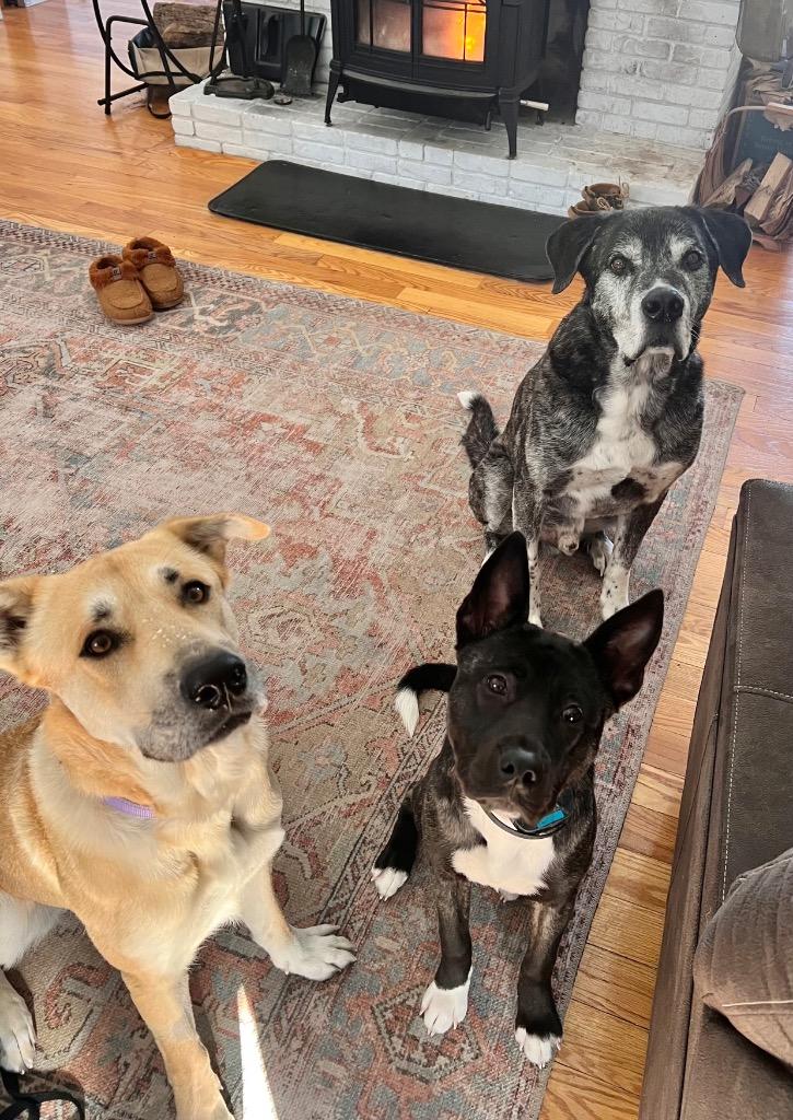 Enlarge Devina - LOCAL, a Adoptable mixed breed in East Falmouth , MA image 5/6