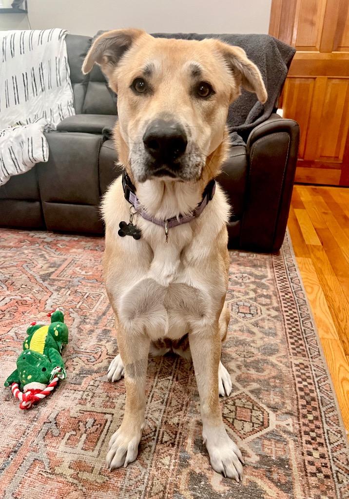 Enlarge Devina - LOCAL, a Adoptable mixed breed in East Falmouth , MA image 6/6