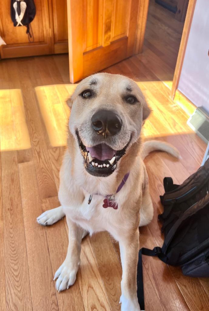 Devina - LOCAL, a Adoptable mixed breed in East Falmouth , MA image 3/6