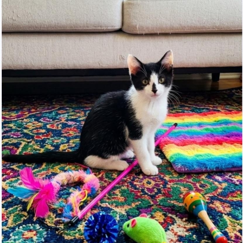 Betsy Adopted 10 17 26 w/Hazel, Adoptable, Kitten Female Domestic Short Hair.