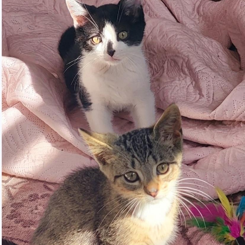 Enlarge Betsy Adopted 10 17 26 w/Hazel, a Adoptable Domestic Short Hair in Wyandotte, MI image 5/5