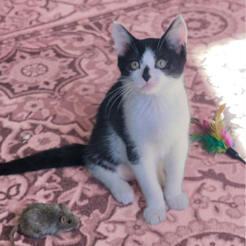Enlarge Betsy Adopted 10 17 26 w/Hazel, a Adoptable Domestic Short Hair in Wyandotte, MI image 3/5