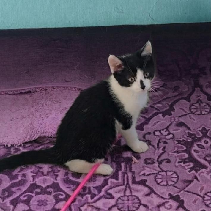Enlarge Betsy Adopted 10 17 26 w/Hazel, a Adoptable Domestic Short Hair in Wyandotte, MI image 4/5