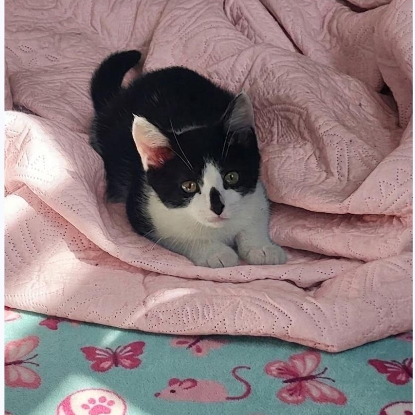 Enlarge Betsy Adopted 10 17 26 w/Hazel, a Adoptable Domestic Short Hair in Wyandotte, MI image 2/5