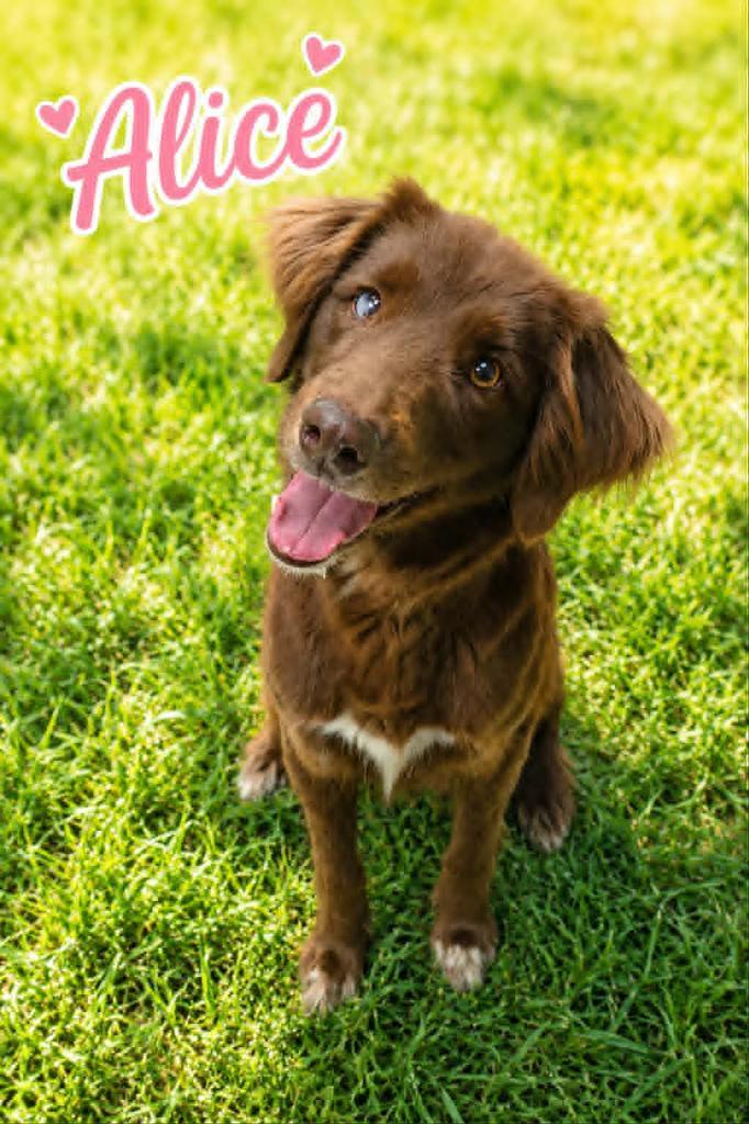 Alice, a Adoptable mixed breed in Livingston, LA image 3/3