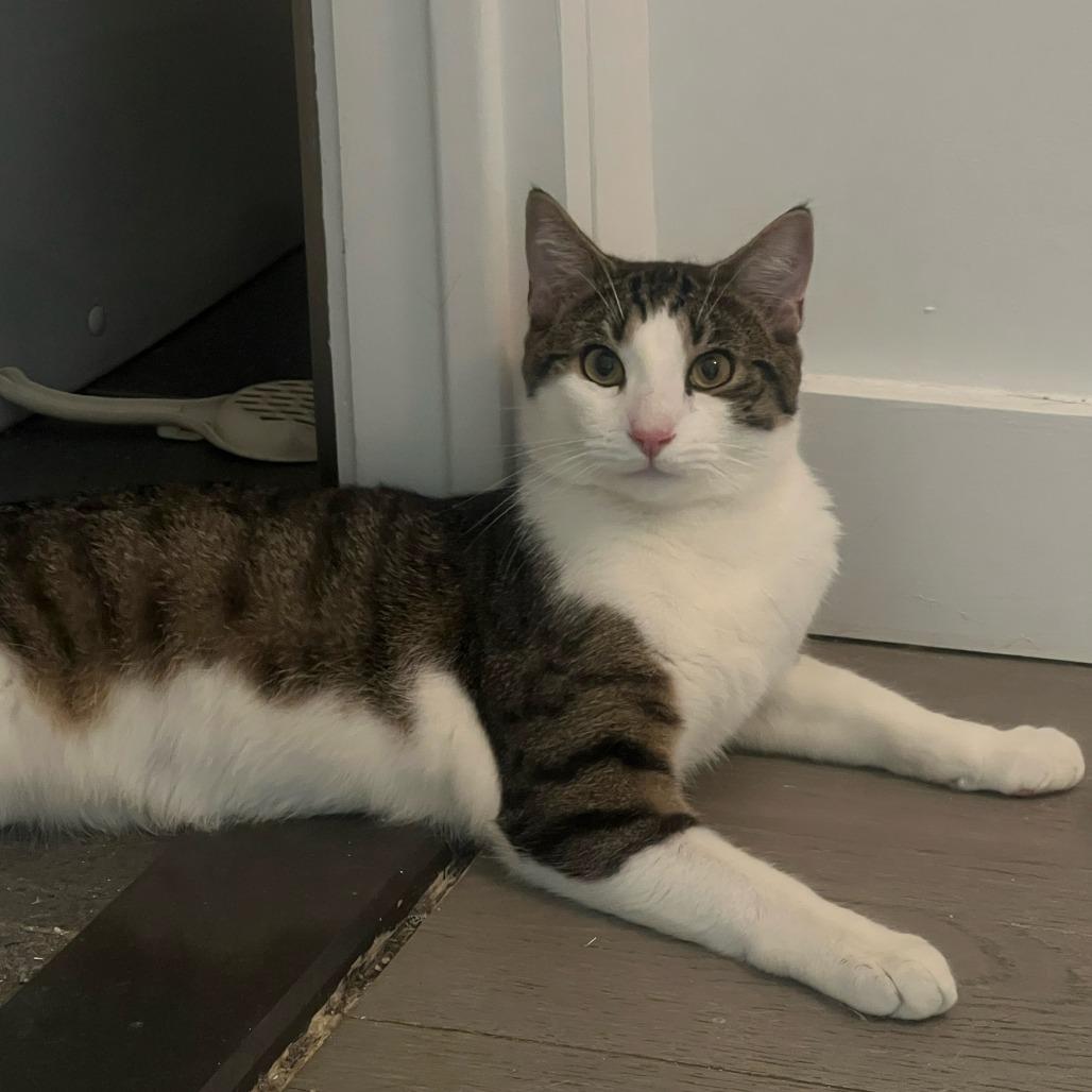 Ralph 2 — thumbnail 2