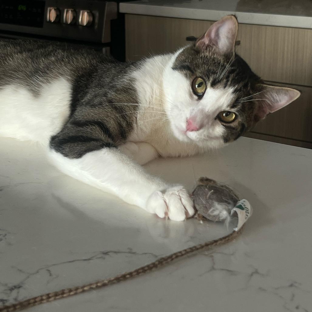 Ralph 2 — thumbnail 5