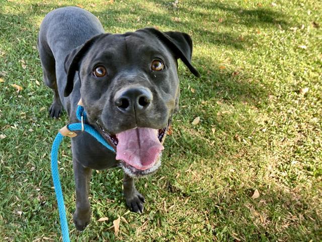 Enlarge MIDNIGHT, a Adoptable mixed breed in Albuquerque, NM image 1/1