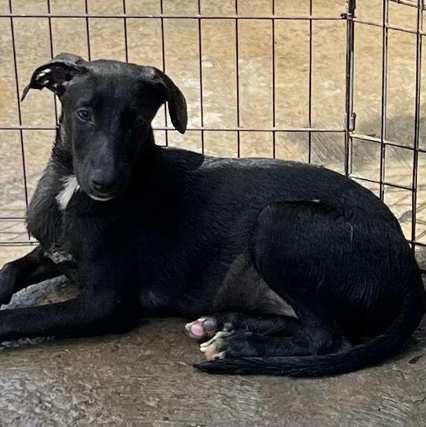 Magic, Adoptable, Puppy Female Labrador Retriever & Mixed Breed.