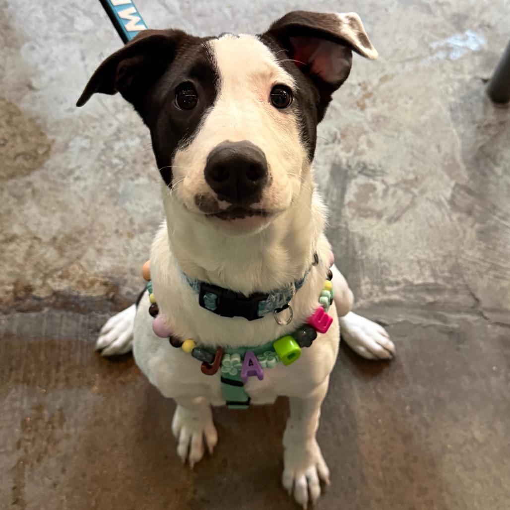 Enlarge Jade $475, a Adoptable Mixed Breed in Milwaukee, WI image 1/6