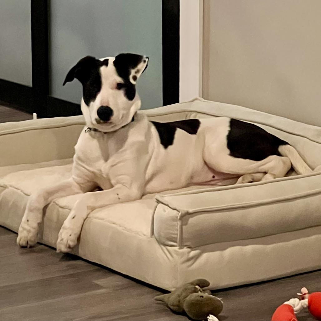 Enlarge Jade $475, a Adoptable Mixed Breed in Milwaukee, WI image 3/6