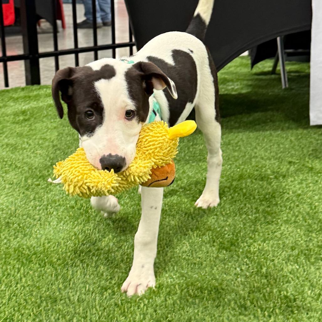 Enlarge Jade $475, a Adoptable Mixed Breed in Milwaukee, WI image 4/6