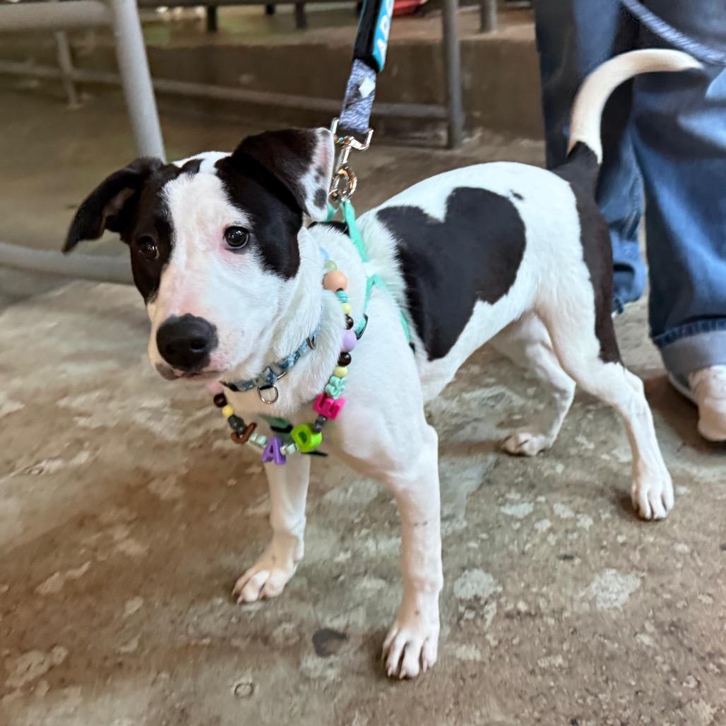 Enlarge Jade $475, a Adoptable Mixed Breed in Milwaukee, WI image 5/6