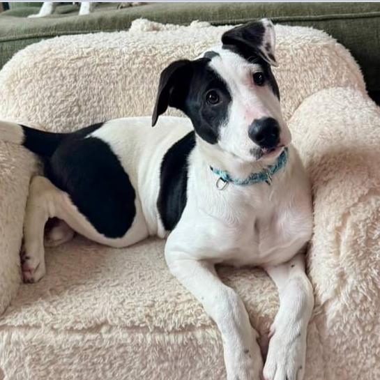 Enlarge Jade $475, a Adoptable Mixed Breed in Milwaukee, WI image 6/6