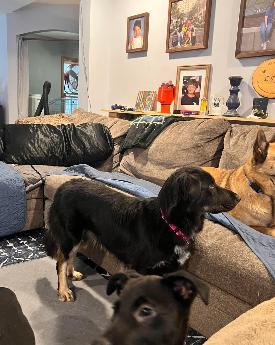 Roxy, a ADOPTABLE mixed breed in New Rochelle, NY image 4/5