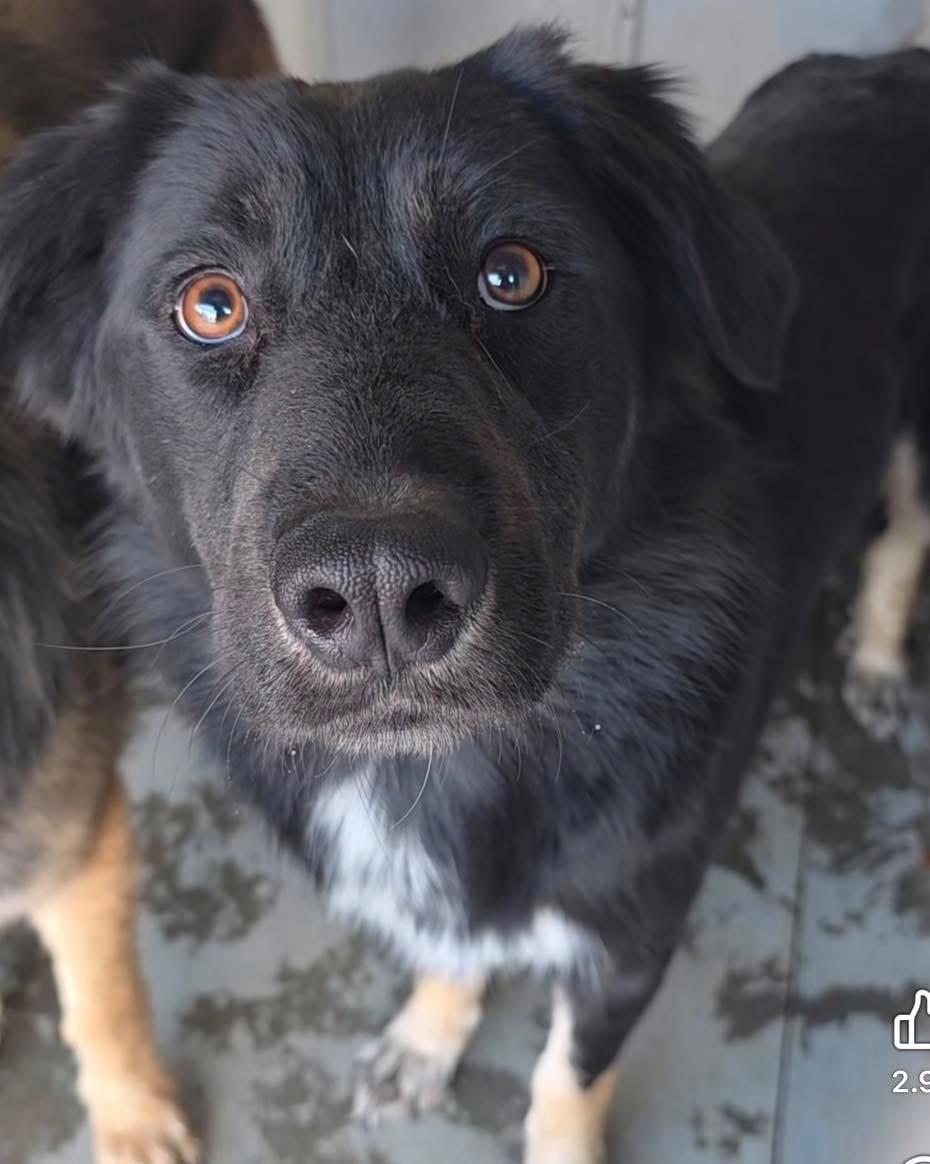 Roxy, a ADOPTABLE mixed breed in New Rochelle, NY image 2/5