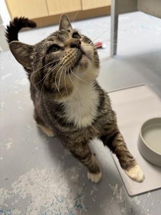 Enlarge Cajun, a Adoptable Domestic Short Hair in Montclair, NJ image 1/1