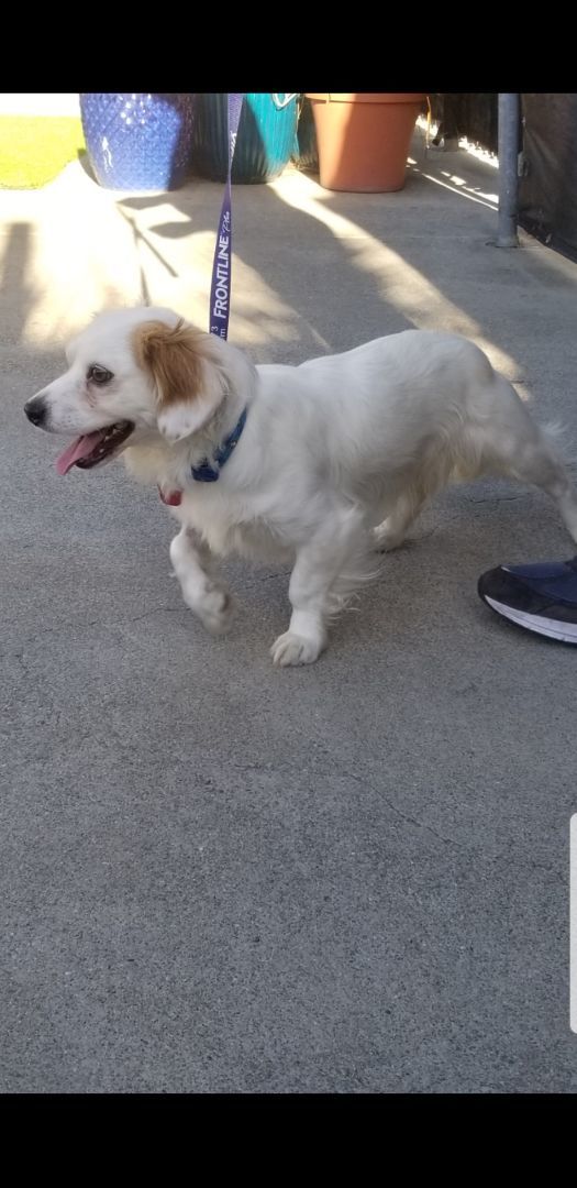 Enlarge Small Cavalier- Dachshund ANDY for Adoption, a Adopted mixed breed in Oakland, CA image 1/6