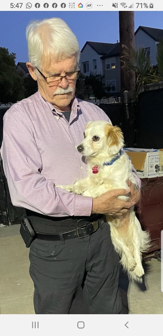 Enlarge Small Cavalier- Dachshund ANDY for Adoption, a Adopted mixed breed in Oakland, CA image 2/6