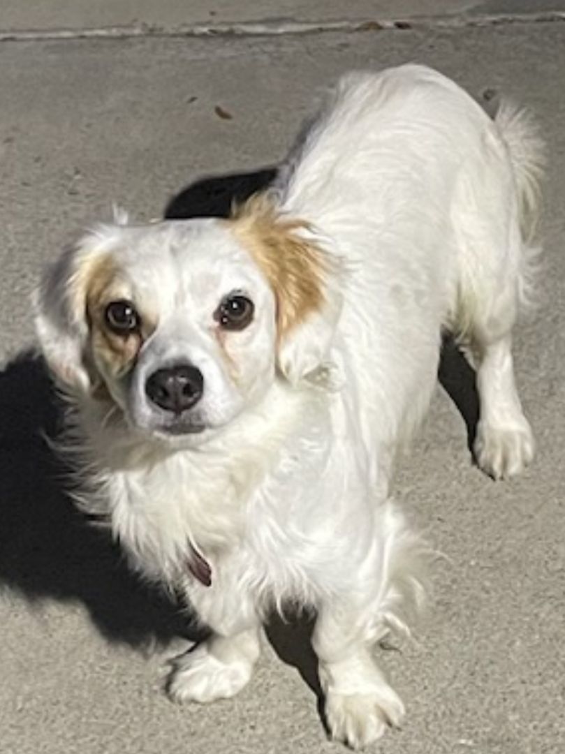 Enlarge Small Cavalier- Dachshund ANDY for Adoption, a Adopted mixed breed in Oakland, CA image 3/6