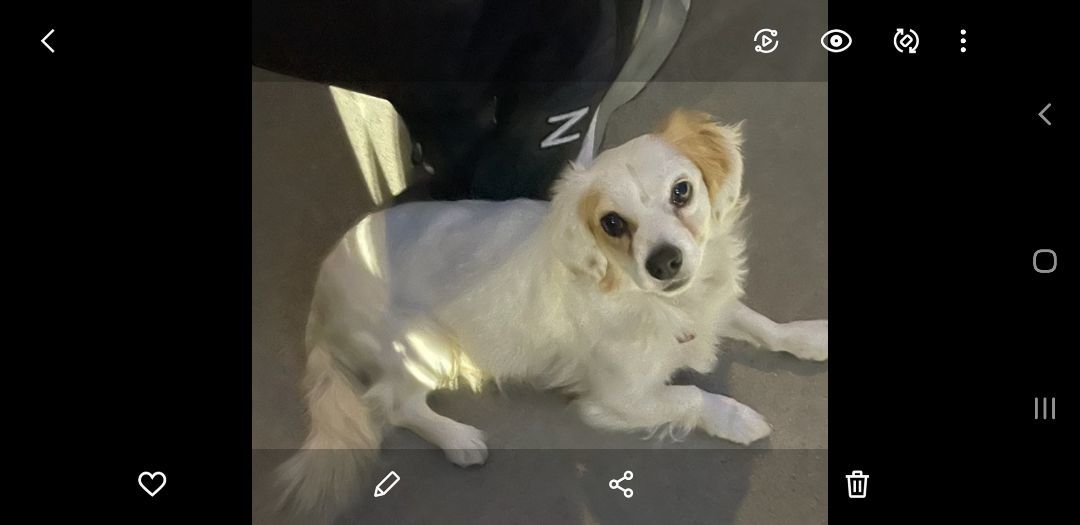 Enlarge Small Cavalier- Dachshund ANDY for Adoption, a Adopted mixed breed in Oakland, CA image 4/6