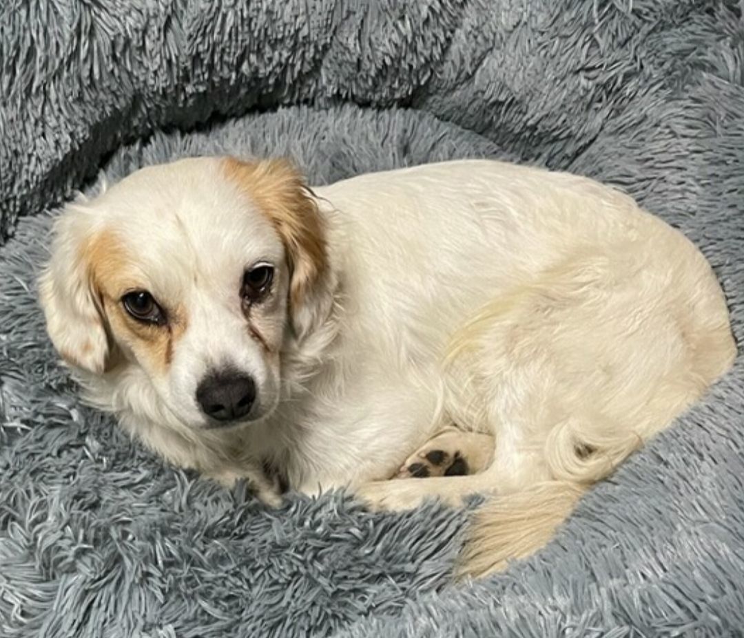 Enlarge Small Cavalier- Dachshund ANDY for Adoption, a Adopted mixed breed in Oakland, CA image 5/6