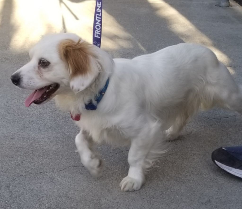 Enlarge Small Cavalier- Dachshund ANDY for Adoption, a Adopted mixed breed in Oakland, CA image 6/6