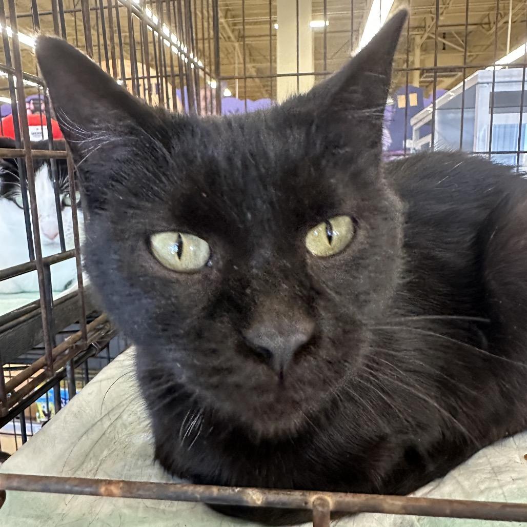 Amanda, Adoptable, Adult Female Domestic Short Hair.