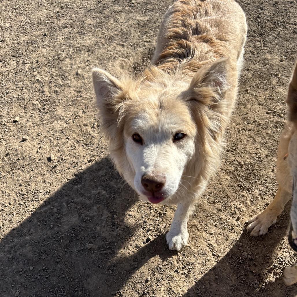 Enlarge Volturi, a Adoptable Mixed Breed in Flagstaff, AZ image 1/6