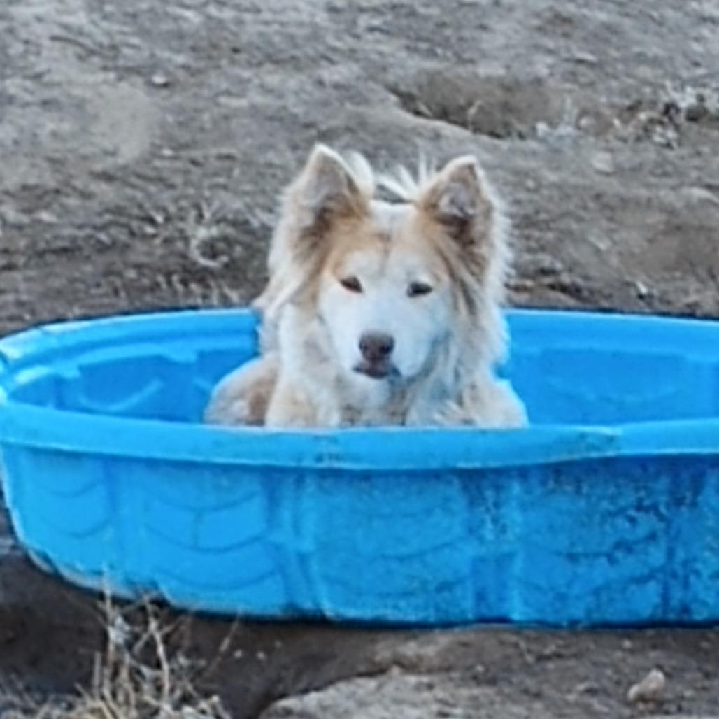 Enlarge Volturi, a Adoptable Mixed Breed in Flagstaff, AZ image 2/6