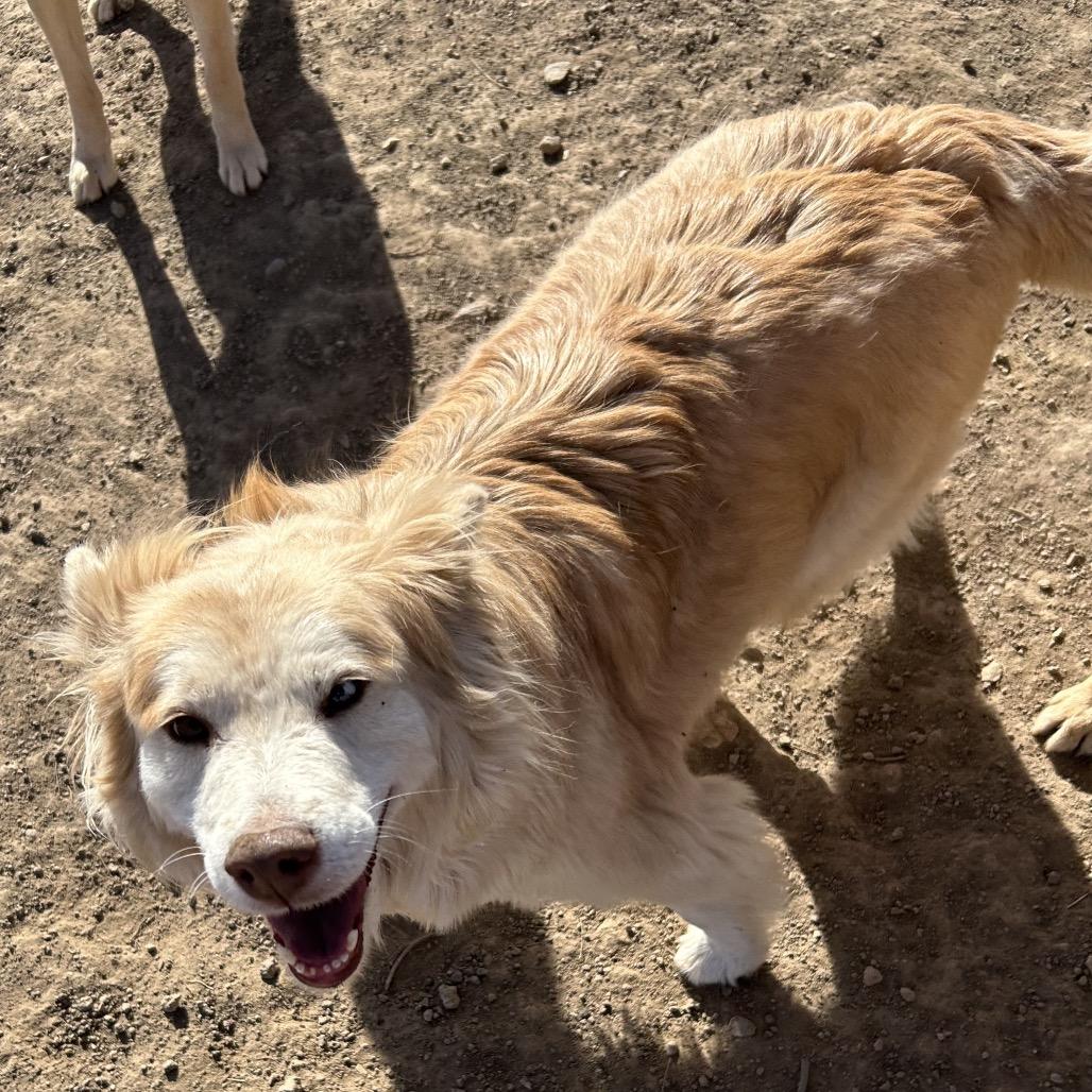 Enlarge Volturi, a Adoptable Mixed Breed in Flagstaff, AZ image 3/6