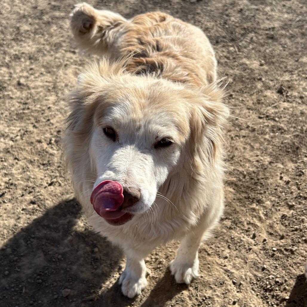 Enlarge Volturi, a Adoptable Mixed Breed in Flagstaff, AZ image 4/6