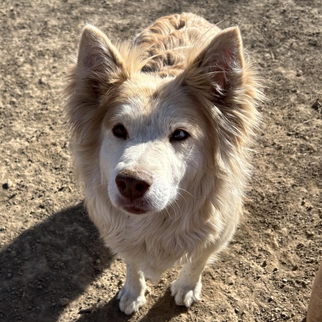 Enlarge Volturi, a Adoptable Mixed Breed in Flagstaff, AZ image 5/6